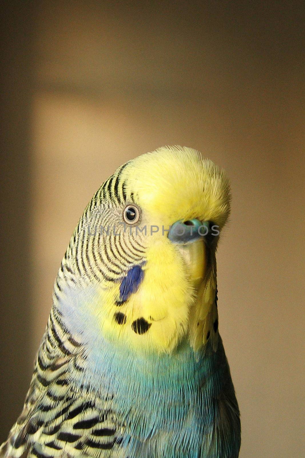 Portrait of yellow and blue parakeet.