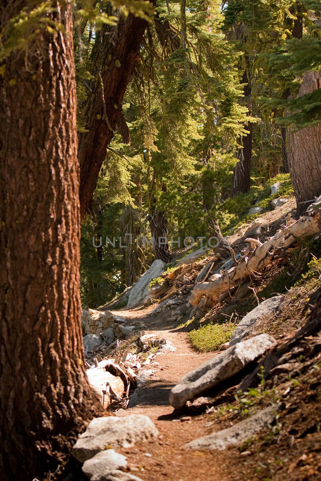 Path in forest in Yosemite by CelsoDiniz