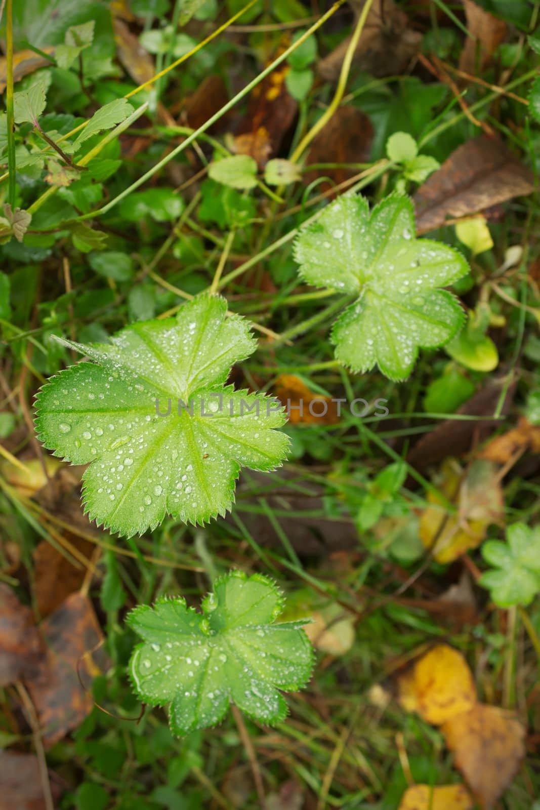 Alchemilla, Lady's mantle in autumn almost green