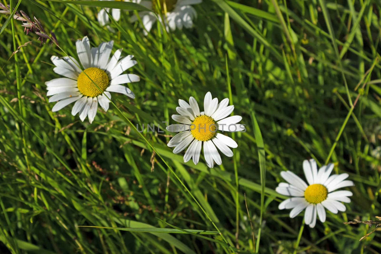 Three flowers Shasta Daisy on the green meadow