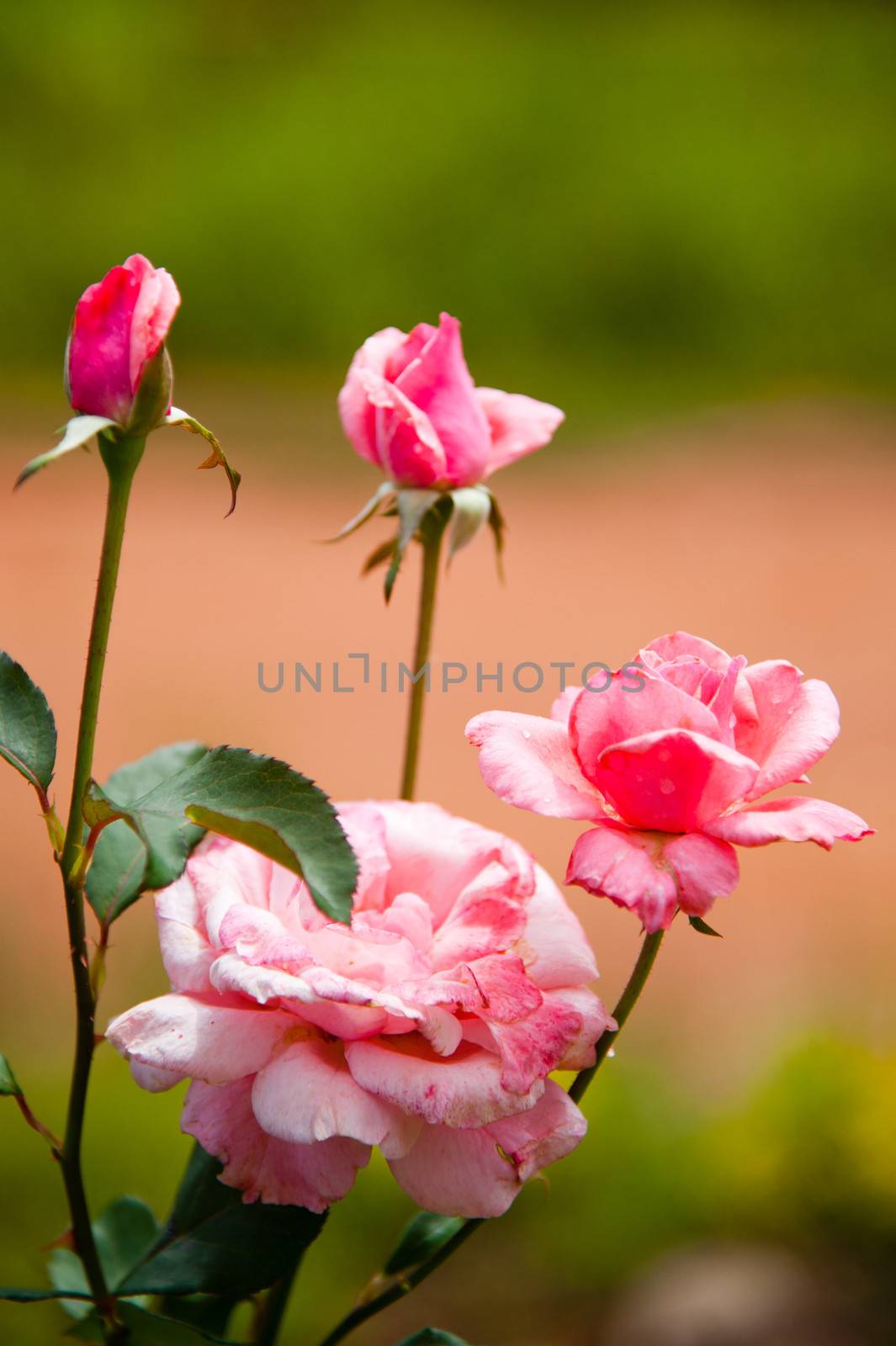 Pink rose with a farm in the background