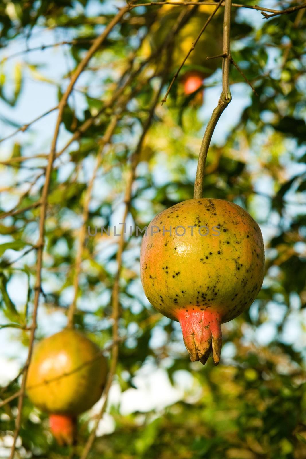 Details of pomegranate on a tree, Brazil