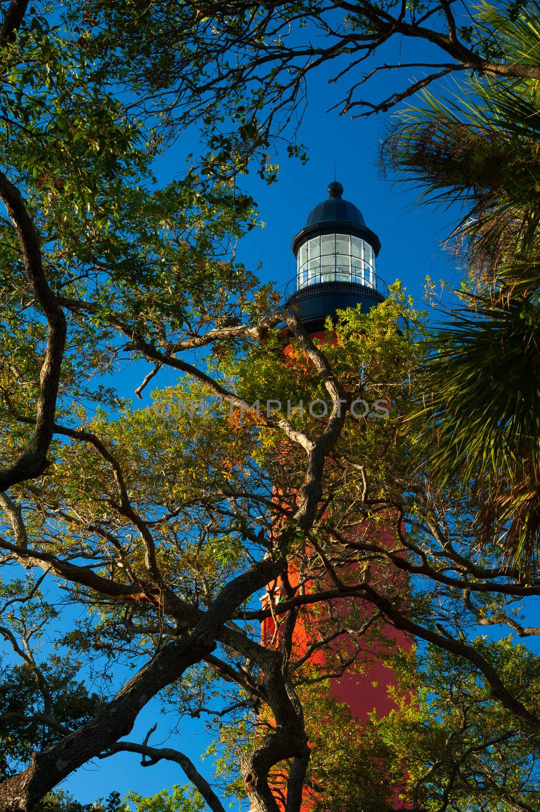 Low angle view of trees with Ponce de Leon Inlet Lighthouse And Museum in the background, Daytona Beach, Florida, USA