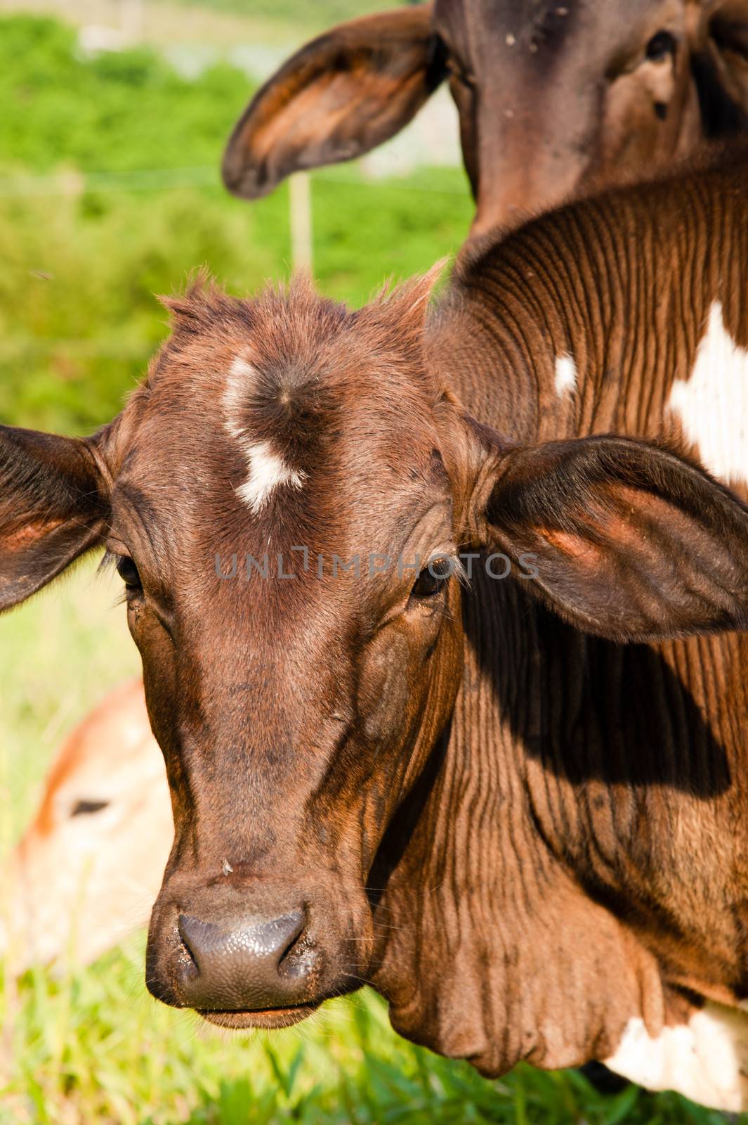 Portrait of brown cows in green countryside field.
