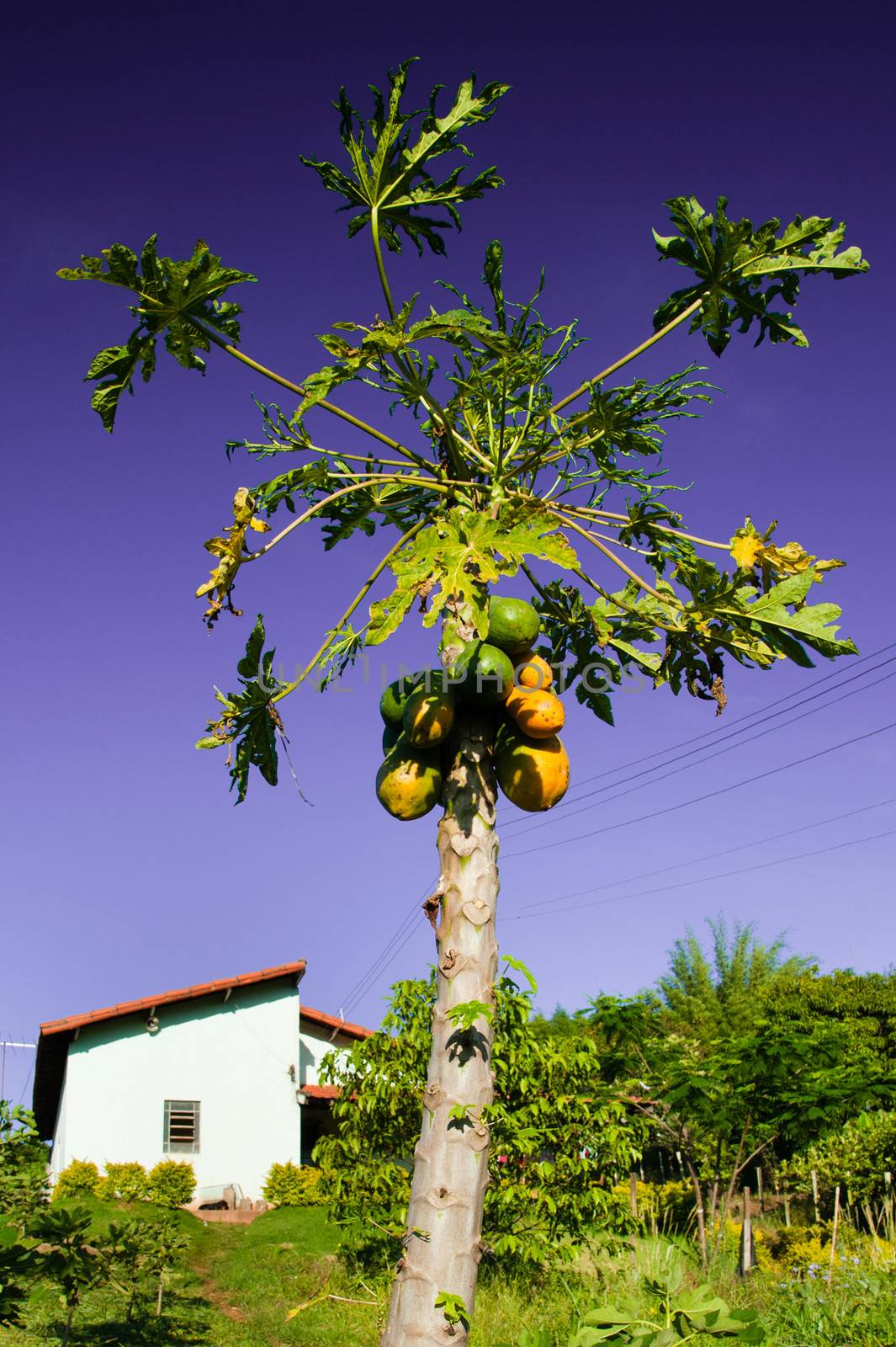 Ripe papaya fruit on tree by CelsoDiniz