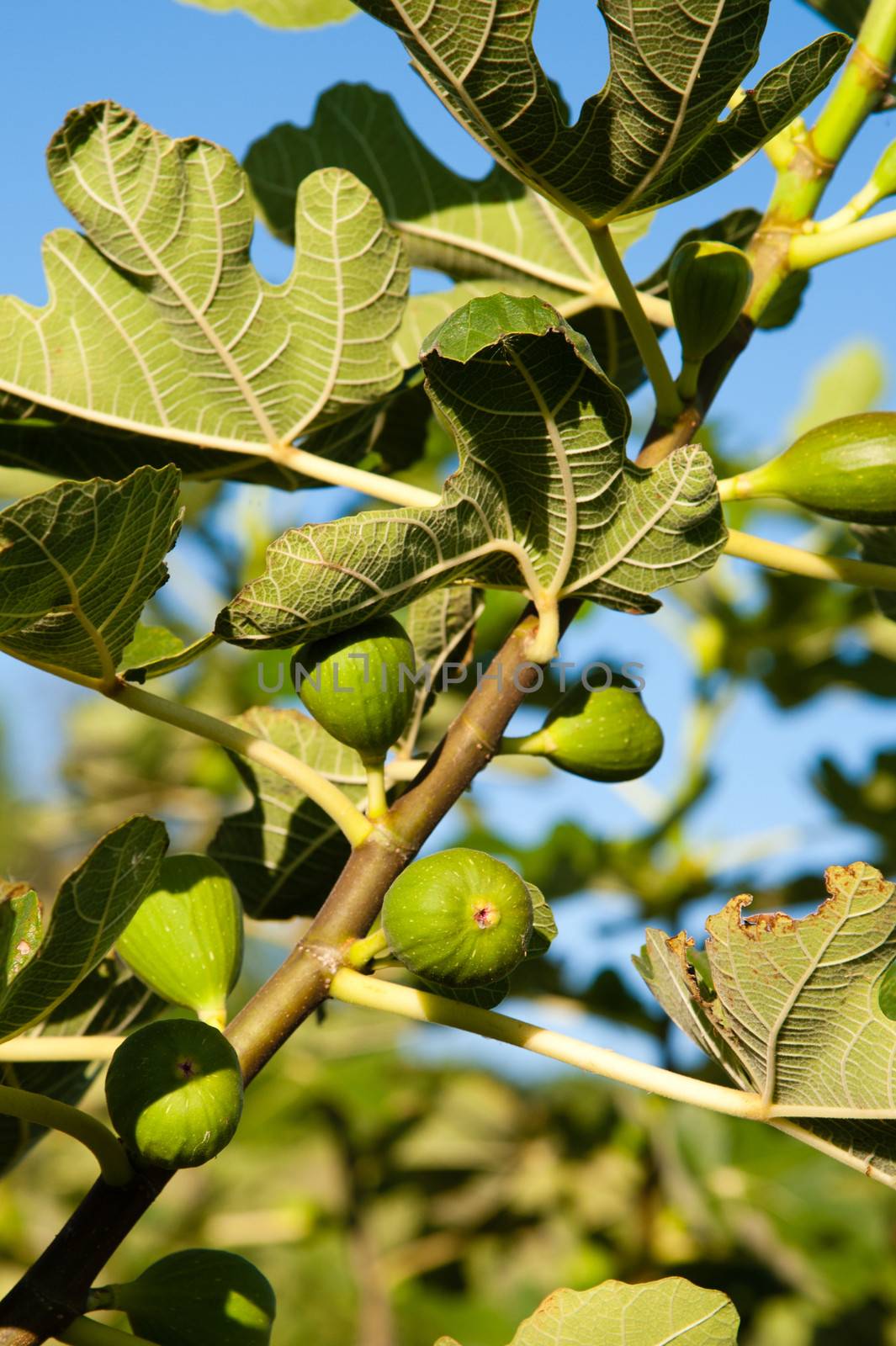 Ripening fig fruit on tree by CelsoDiniz