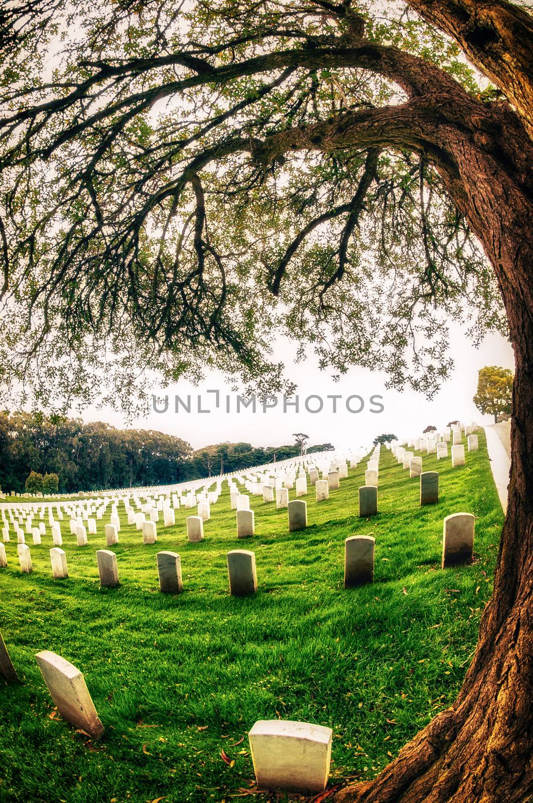 Tombstone in a cemetery, San Francisco National Cemetery, Presidio, San Francisco, California, USA