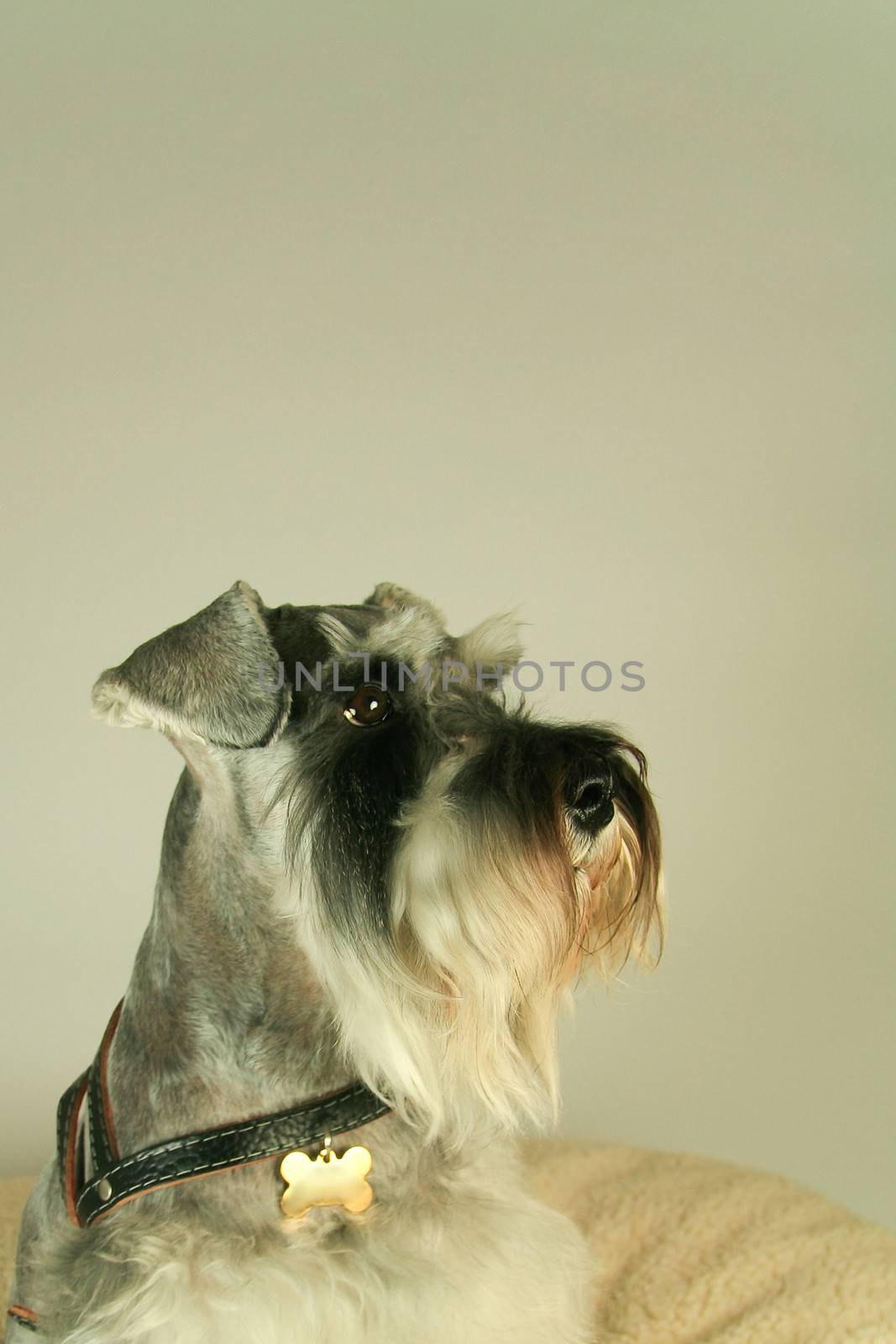 Close-up of a Schnauzer dog