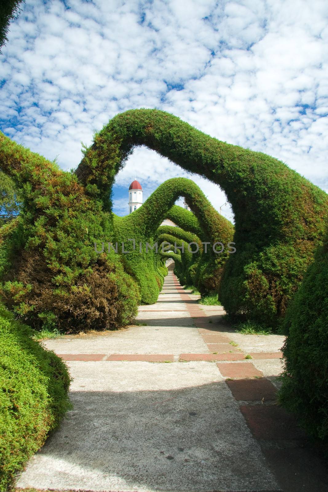 Sculpted juniper bush garden in Zarcero, Costa Rica. Hedges and bushes trimmed to form arches over a path.