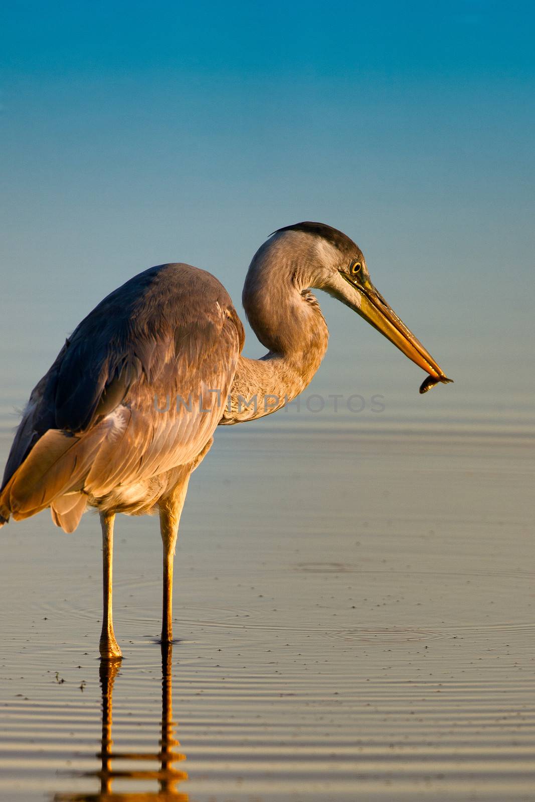 Long legged seabird on beach with fish in mouth, blue ocean in background, Merritt Island, Florida, U.S.A.