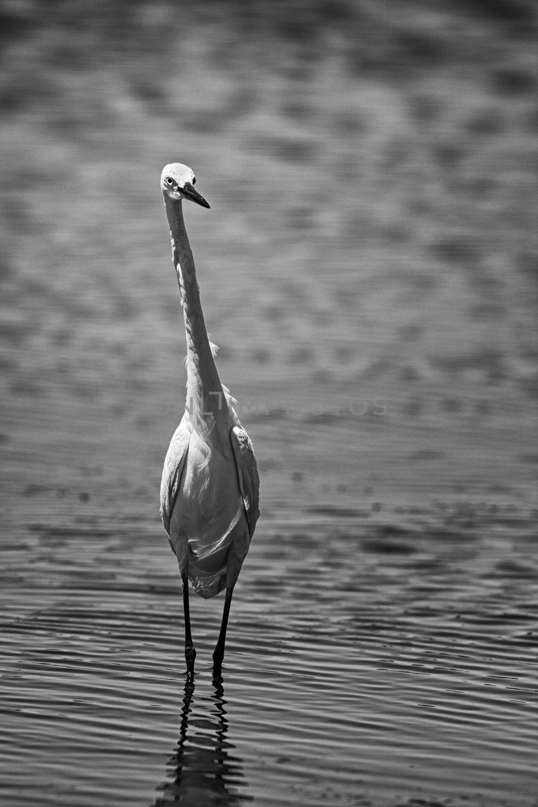 Closeup of seabird walking on sandy beach at low tide.