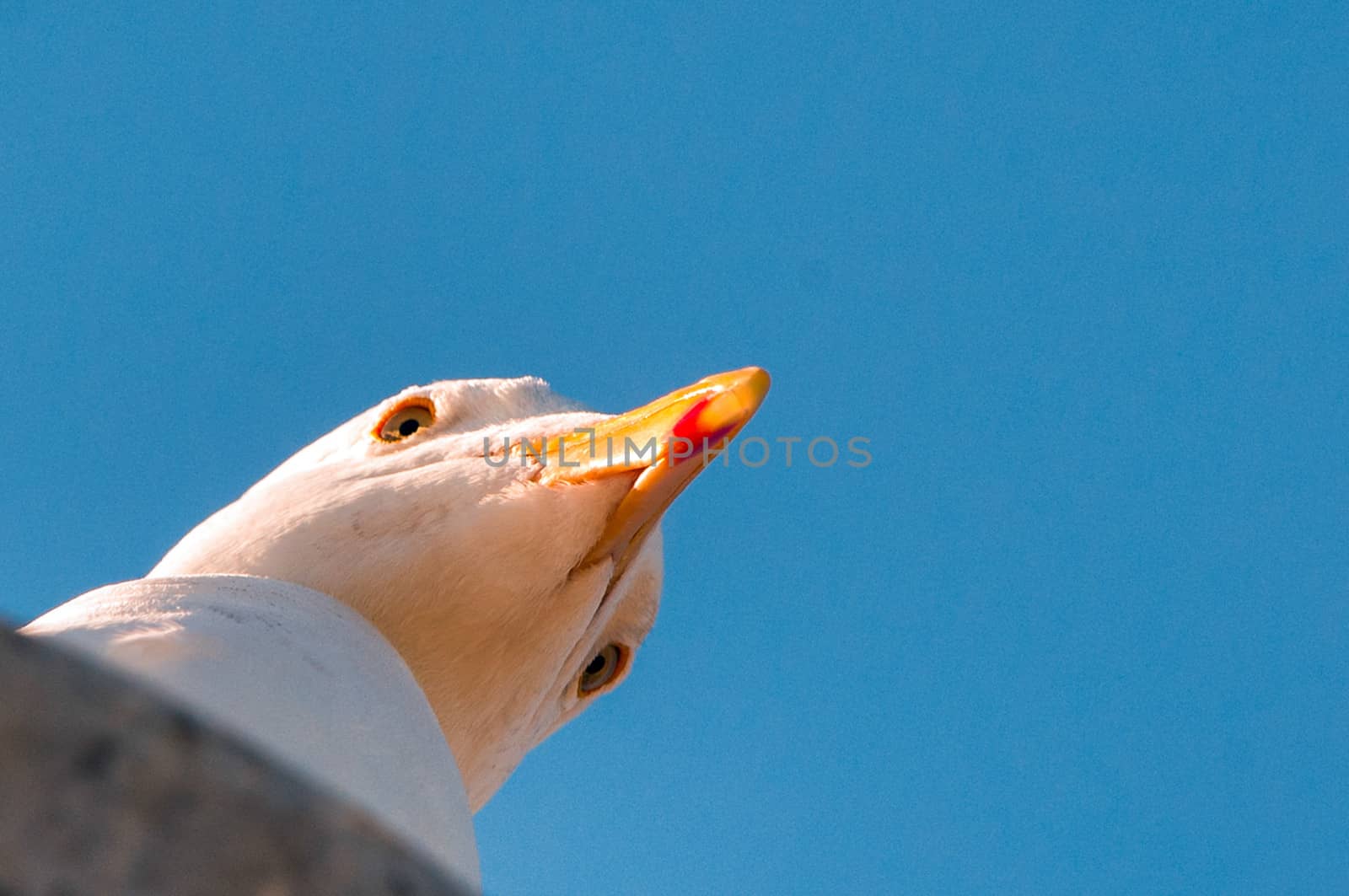 Detail of the head of a Seagull, Pier 39, San Francisco, California, USA