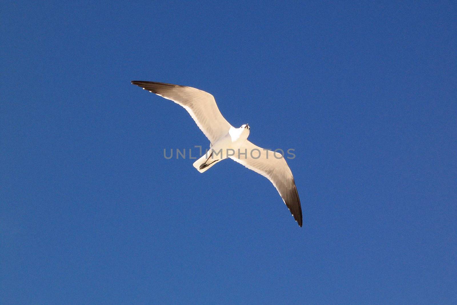 Seagull bird in flight with spread wings, blue sky background.