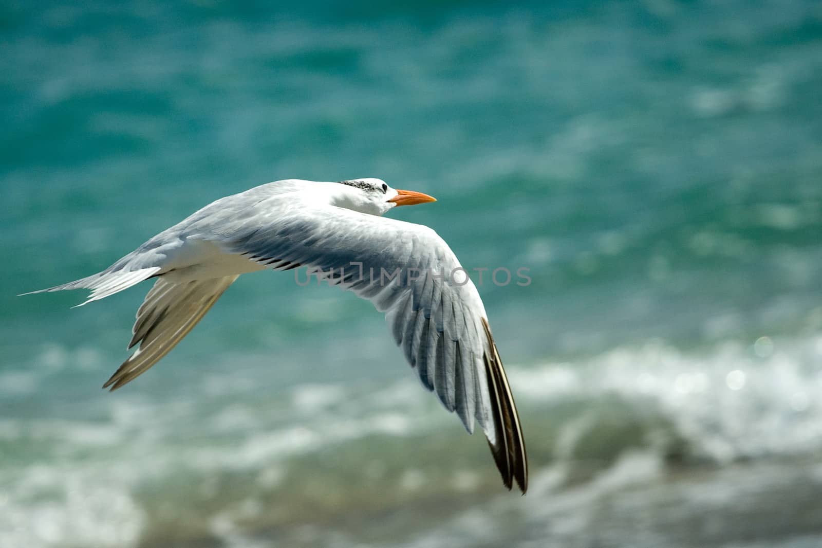 Seagull bird in flight with sea in background.