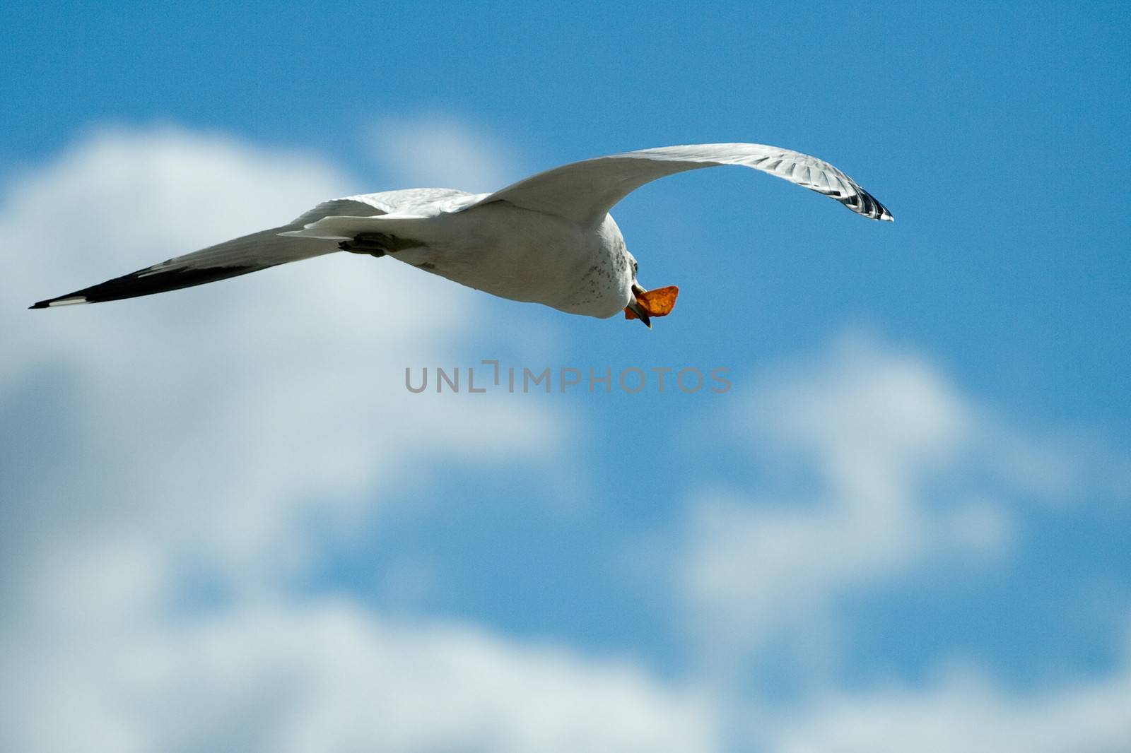 Seagull bird in flight with blue sky and cloudscape background.
