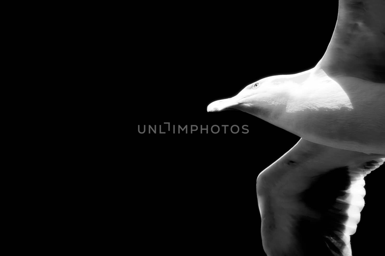 Low angle view of a seagull flying, Pier 39, San Francisco, California, USA