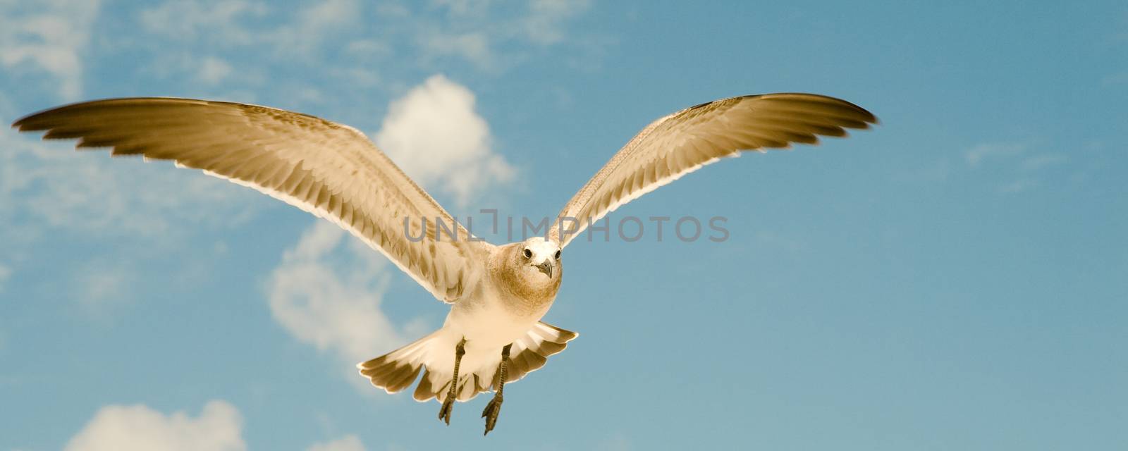 Seagull in flight by CelsoDiniz