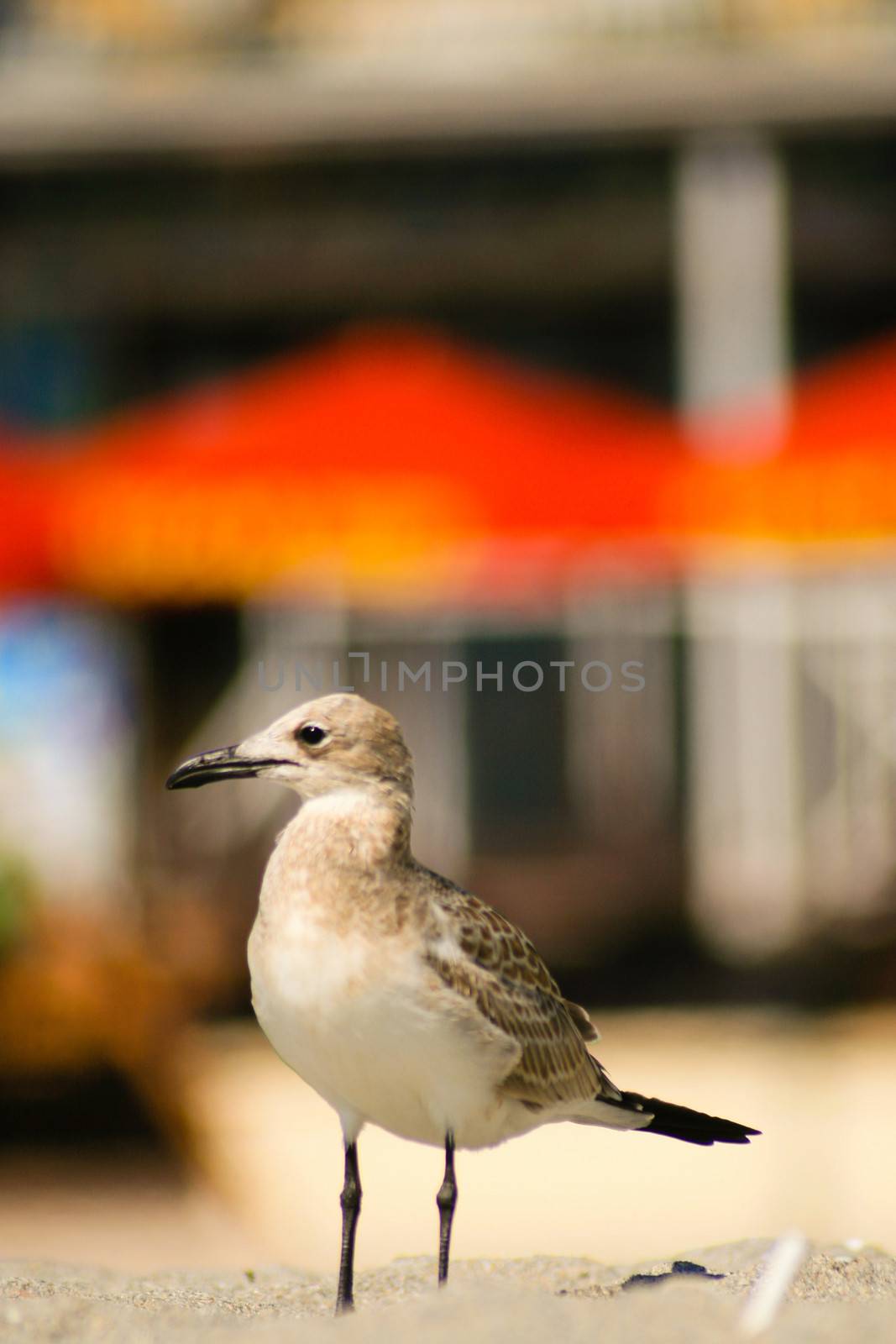 Close-up of a seagull on the beach, Miami, Miami-Dade County, Florida, USA