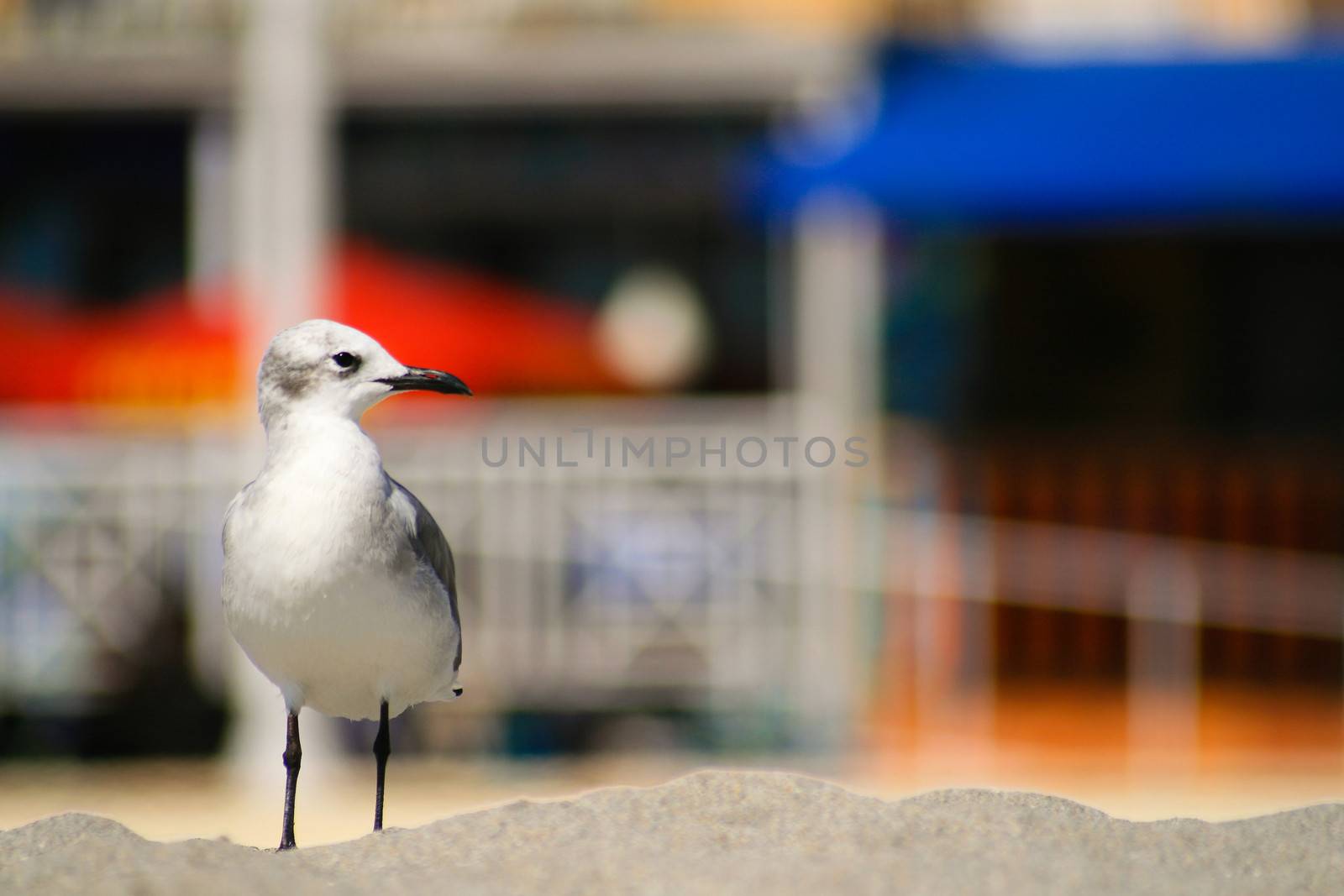 Close-up of a seagull on the beach, Miami, Miami-Dade County, Florida, USA