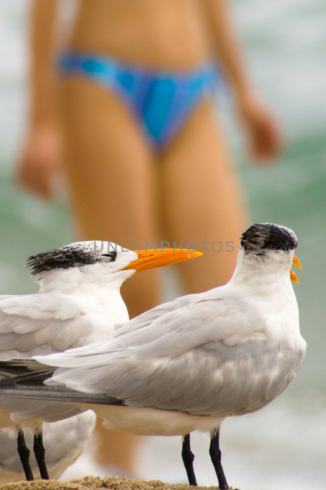 Close-up of seagulls with a woman in the background, Miami, Miami-Dade County, Florida, USA