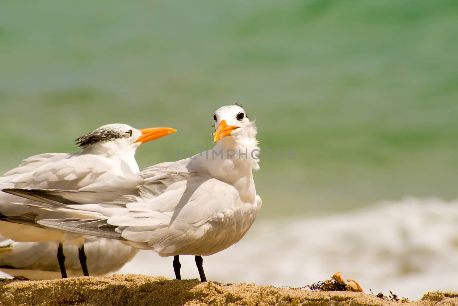 Seagulls on the beach, Miami, Miami-Dade County, Florida, USA