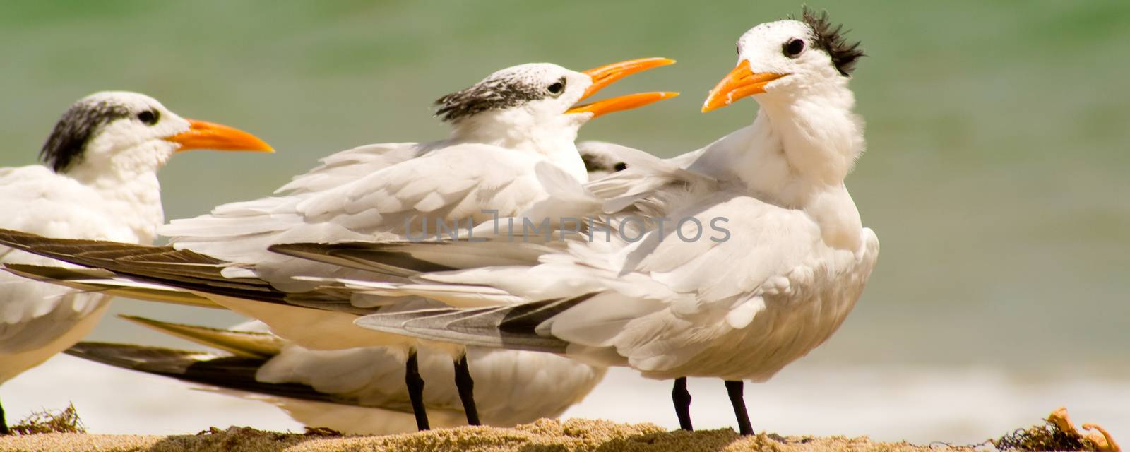 Close-up of seagulls on the beach, Miami, Miami-Dade County, Florida, USA