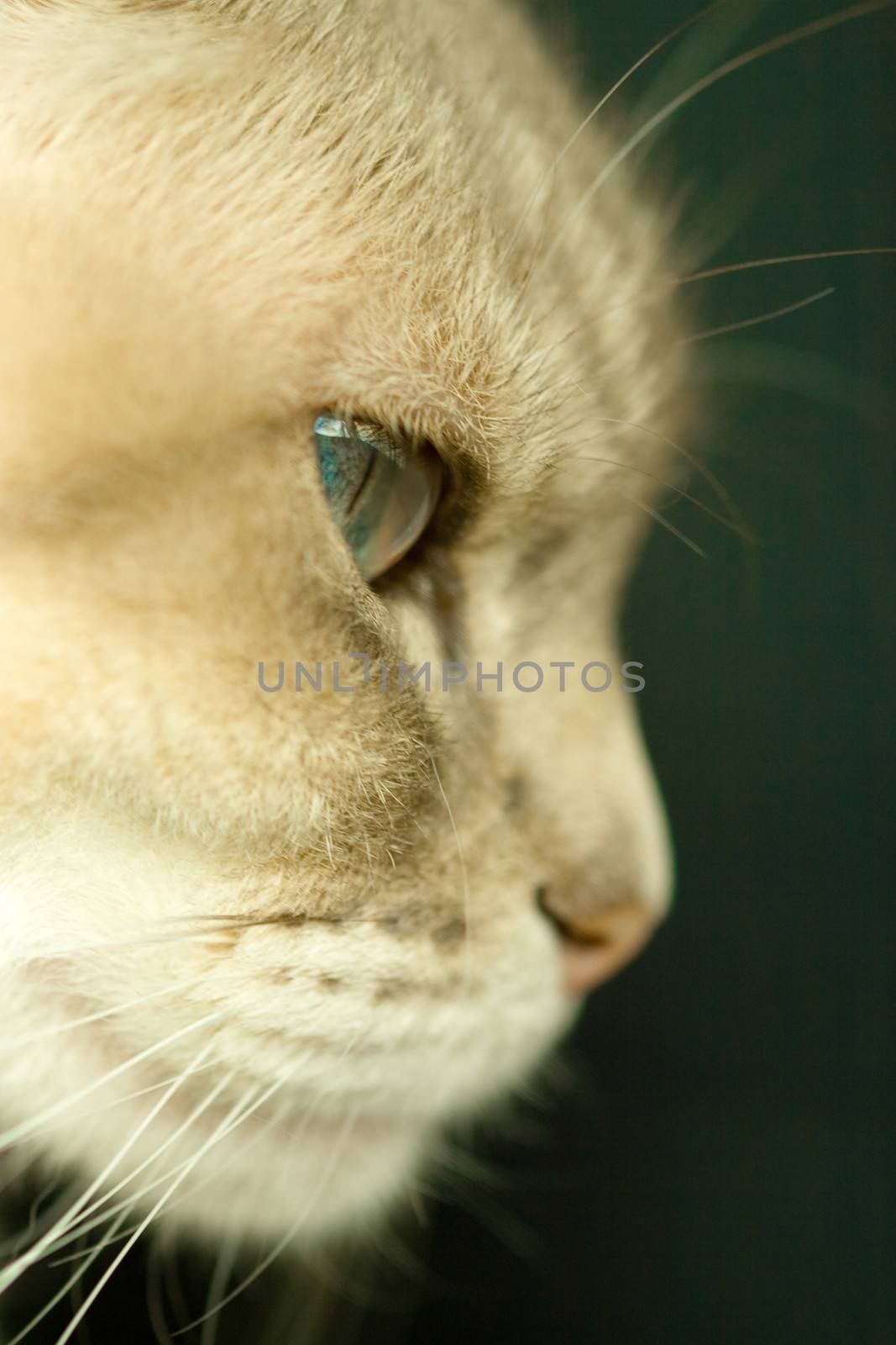 Close-up of a Siamese blue point cat named Gabi