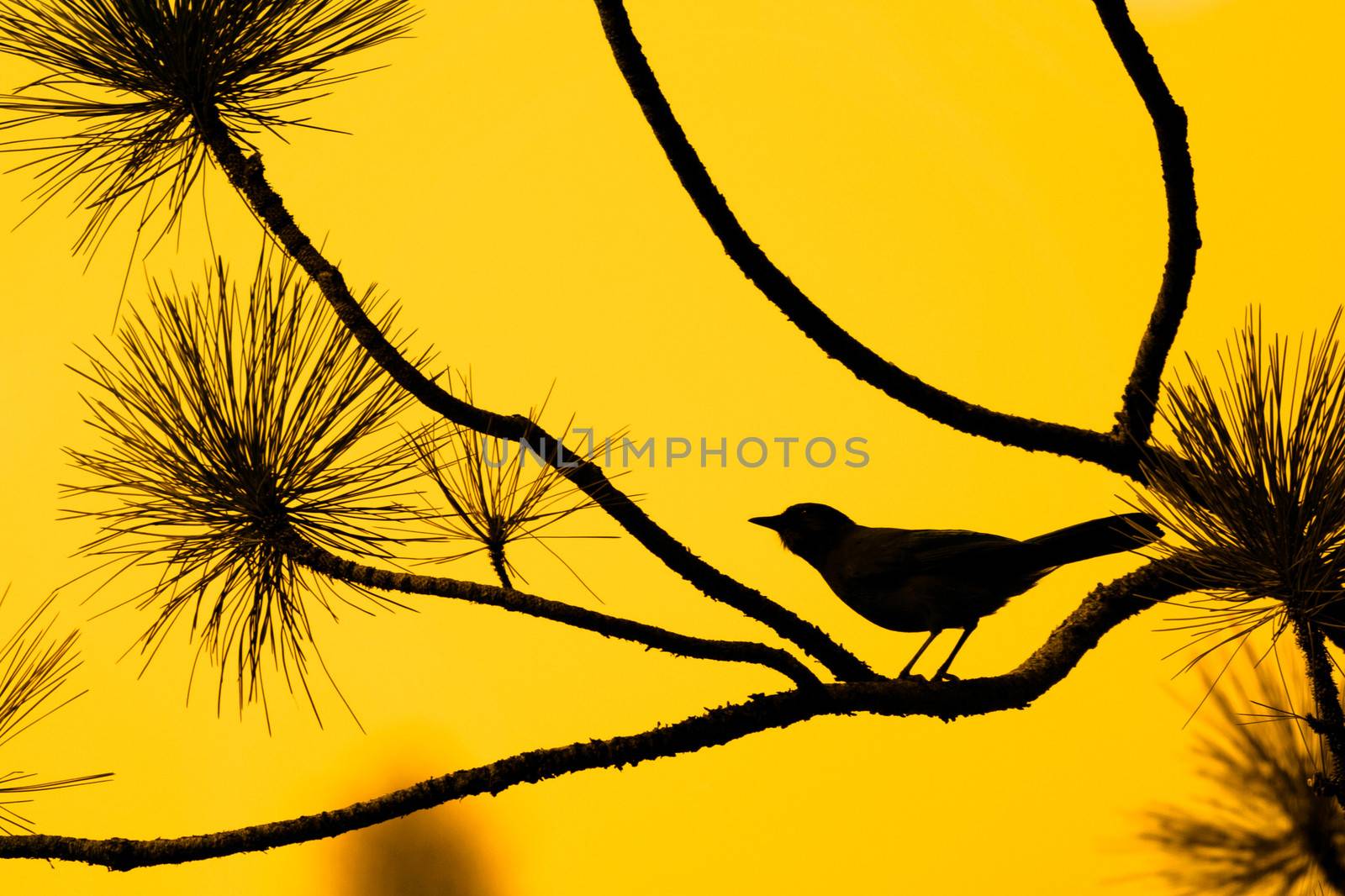 The silhouette of a bird against a clear orange sky in Yosemite Valley.