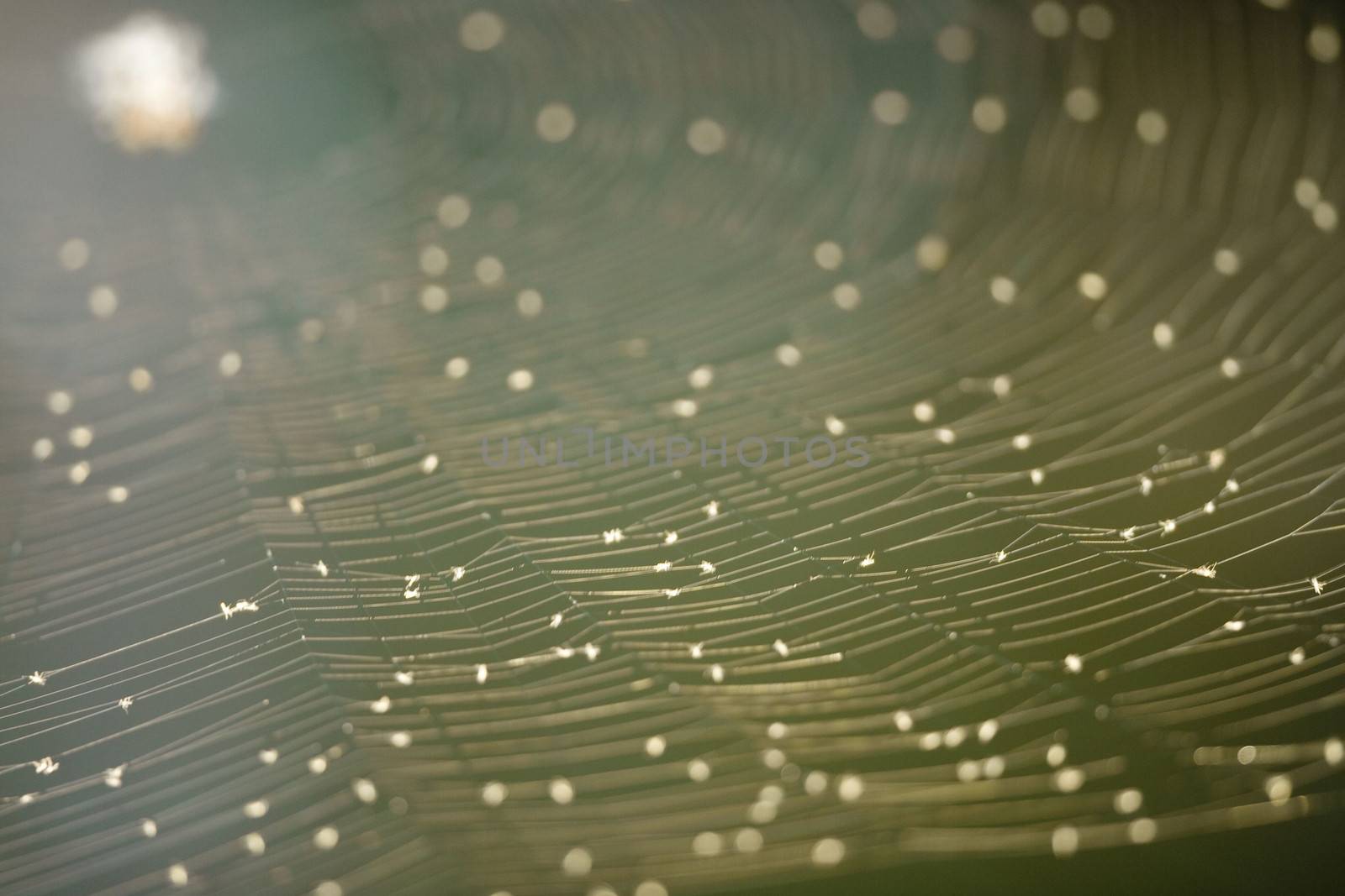 Close-up of a spider web