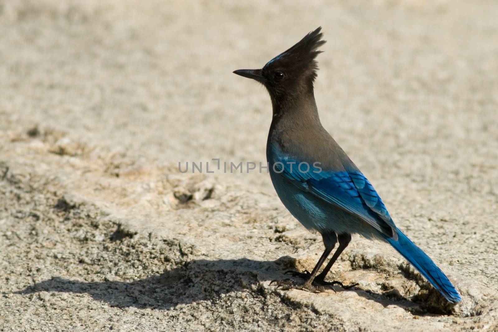 A Steller's Jay bird on the ground.