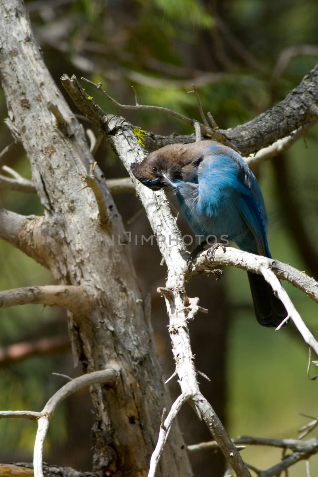 Close-up of a Stellers Jay (Cyanocitta stelleri) perching on a tree branch, Yosemite Valley, Yosemite National Park, California, USA