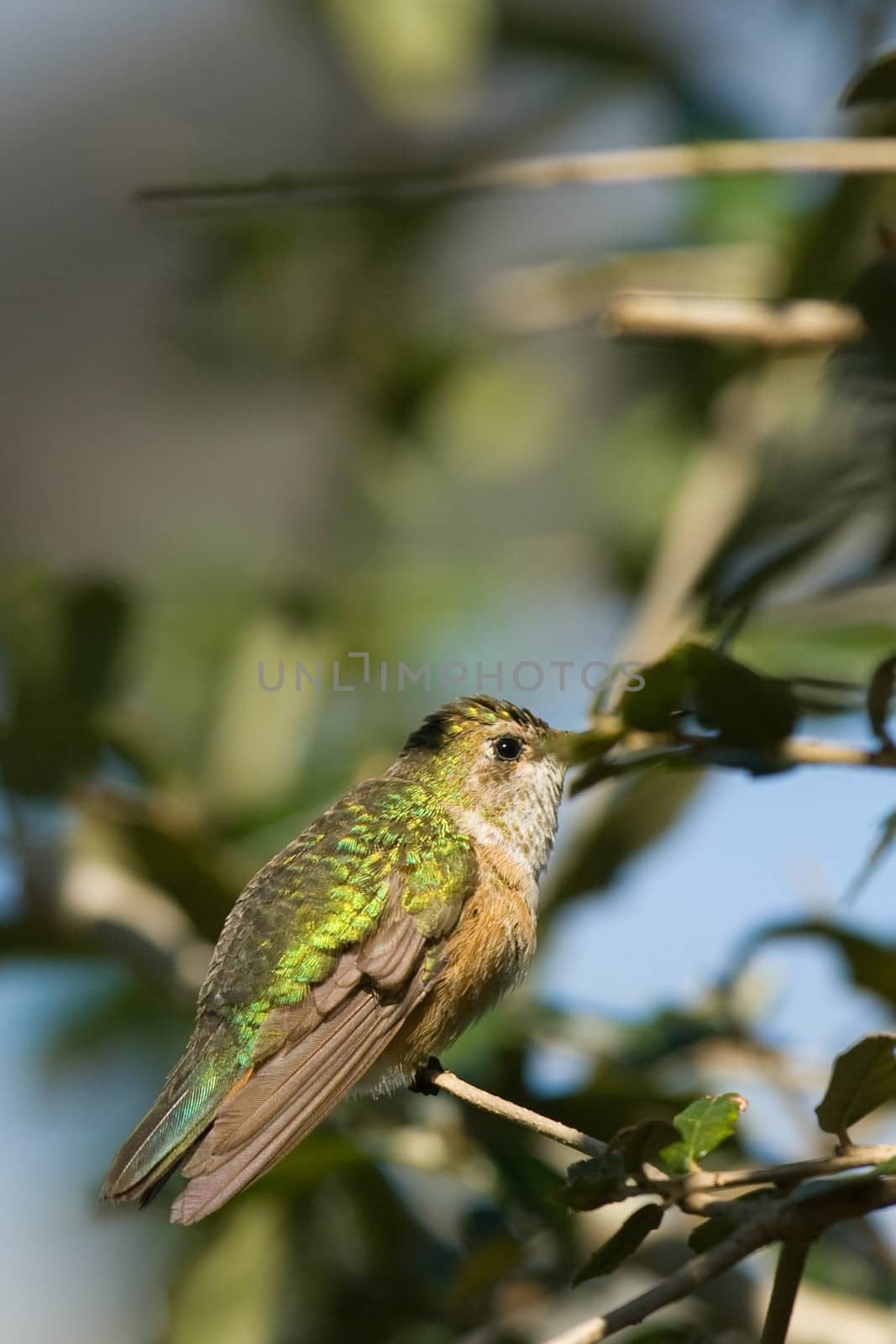 Streamertail hummingbird perching on a branch