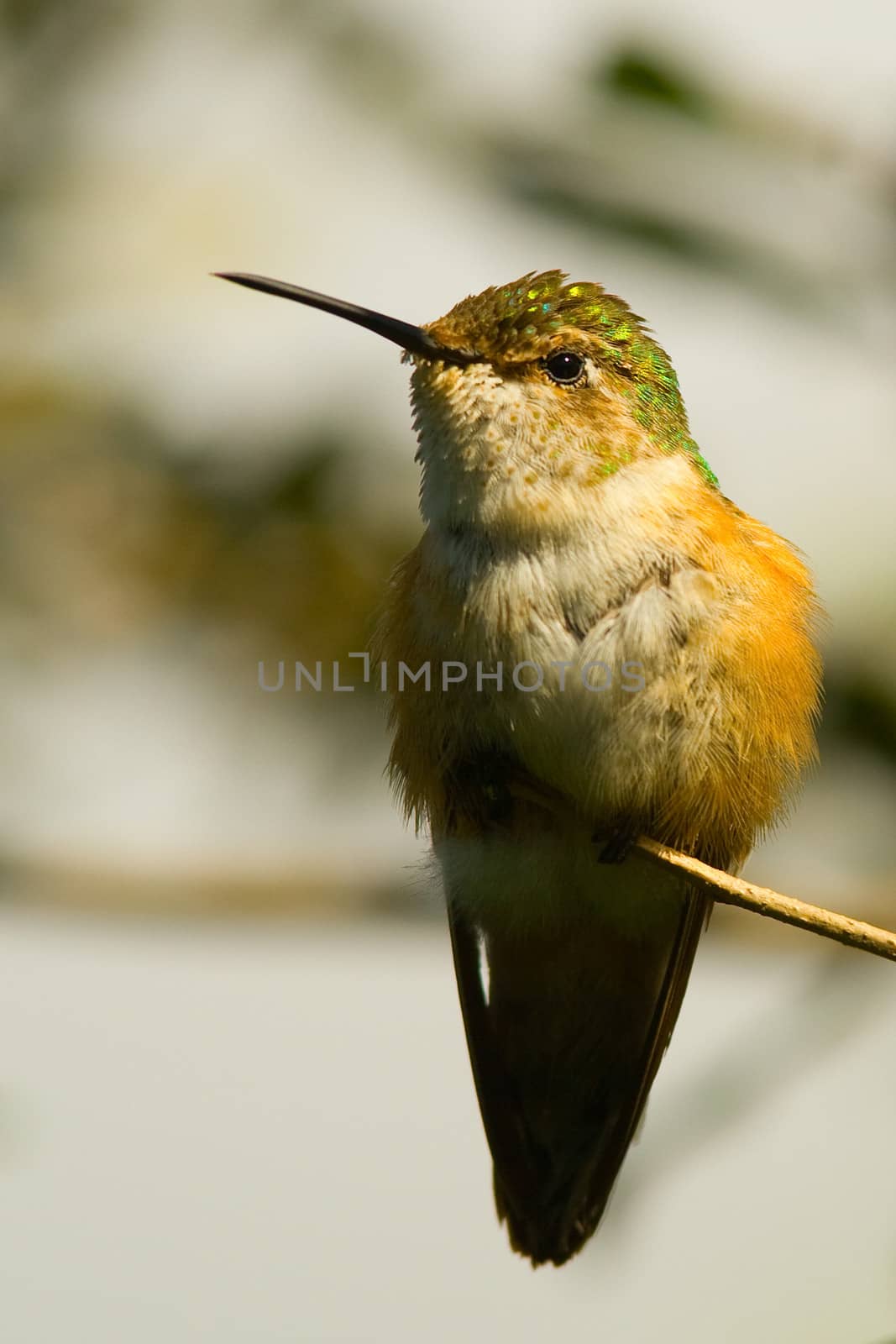 Streamertail hummingbird perching on a branch, Miami, Florida, USA