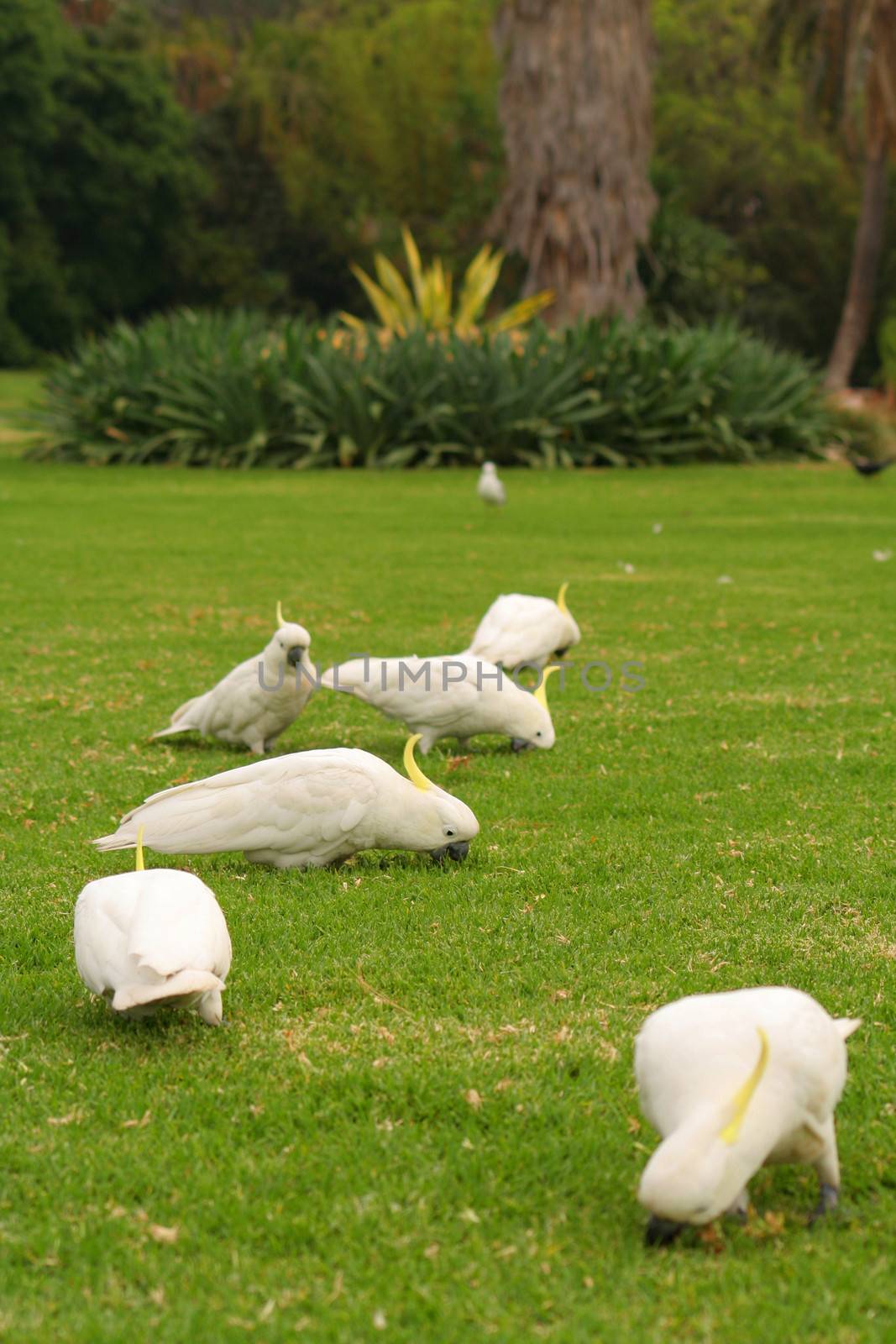 Sulphur-crested Cockatoos eating clay to detoxify their food by CelsoDiniz