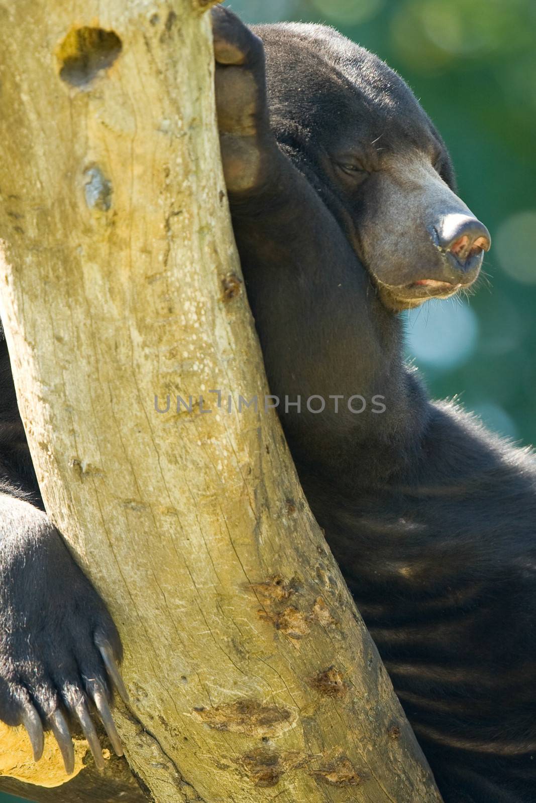 Portrait of sun bear leaning against tree trunk, Malaysia.