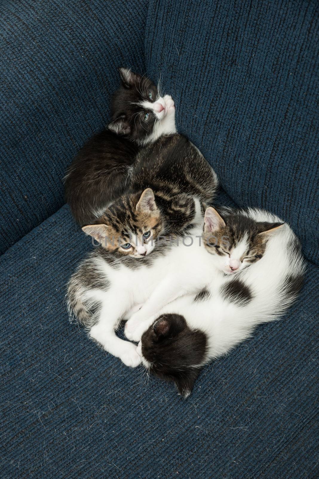 Many cats relaxing on sofa by IVYPHOTOS