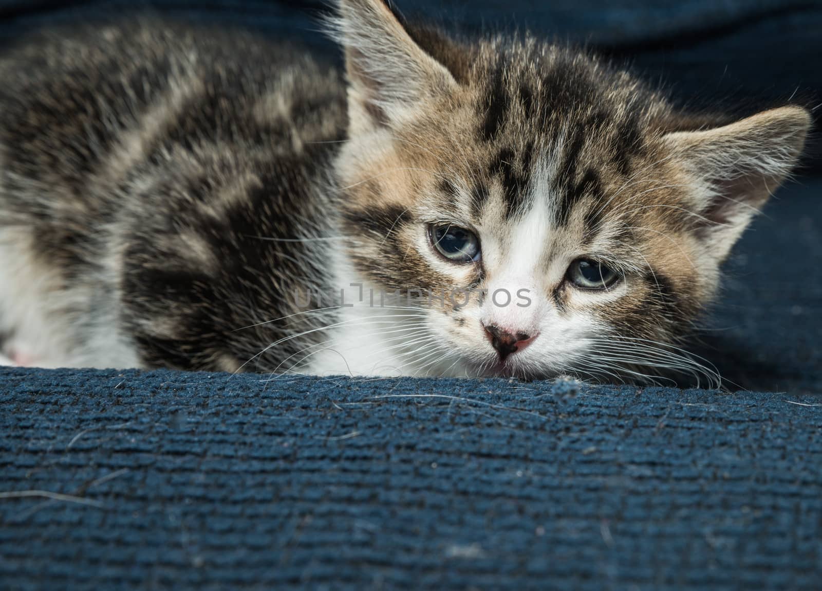 Very cute sleepy baby cat on couch looking comfortable