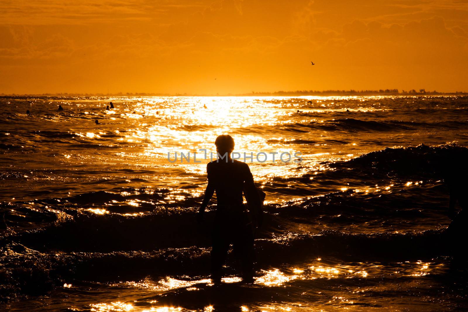 Lone surfer walks in the ocean at sunset.