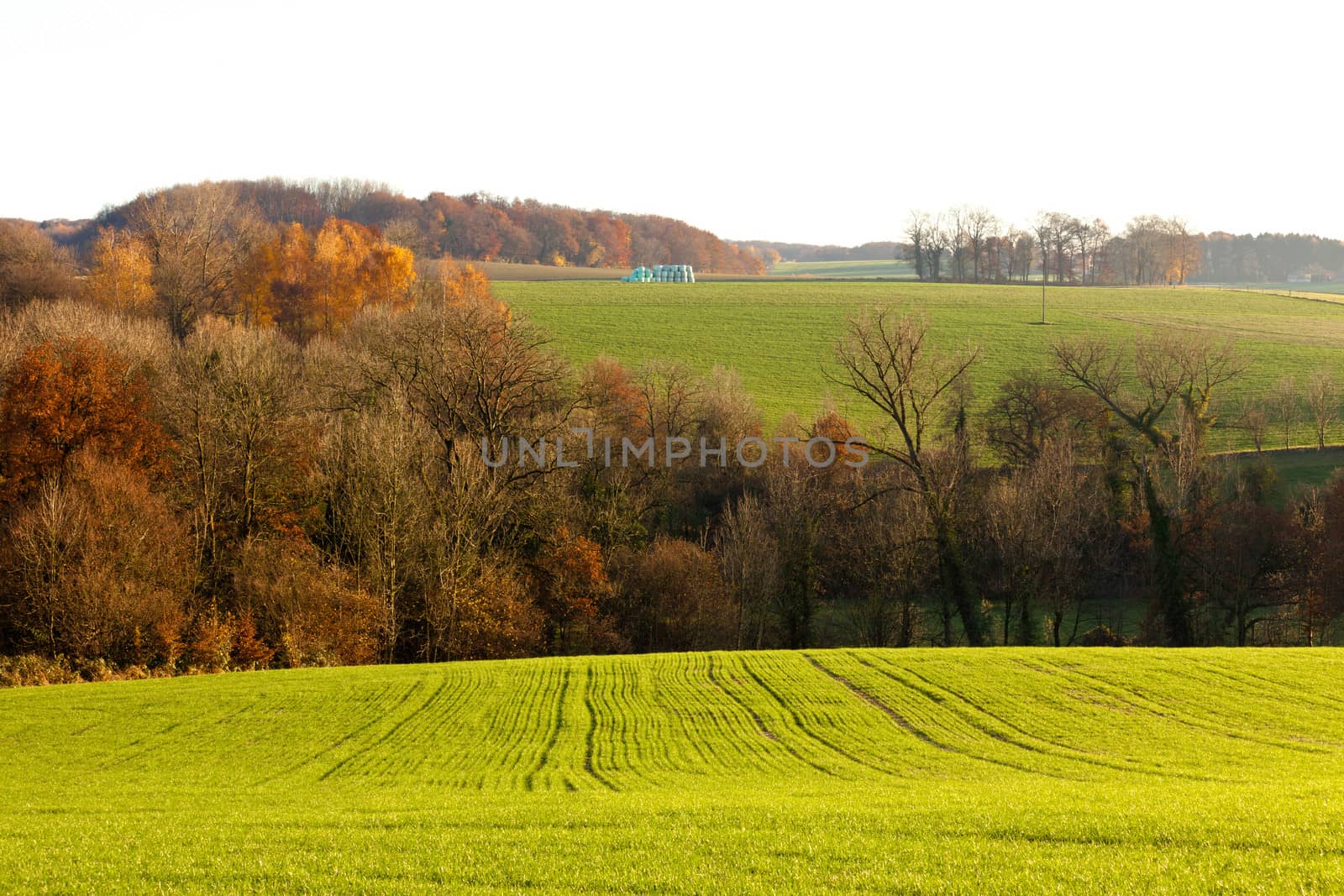 Gently rolling landscape of farmland with ploughed fields copses of trees and shallow valleys shrouded in a fine mist in evening light near Duesseldorf Germany Europe