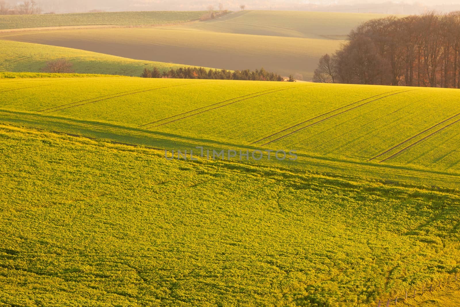 Gently rolling landscape of farmland with ploughed fields copses of trees and shallow valleys shrouded in a fine mist in evening light near Duesseldorf Germany Europe