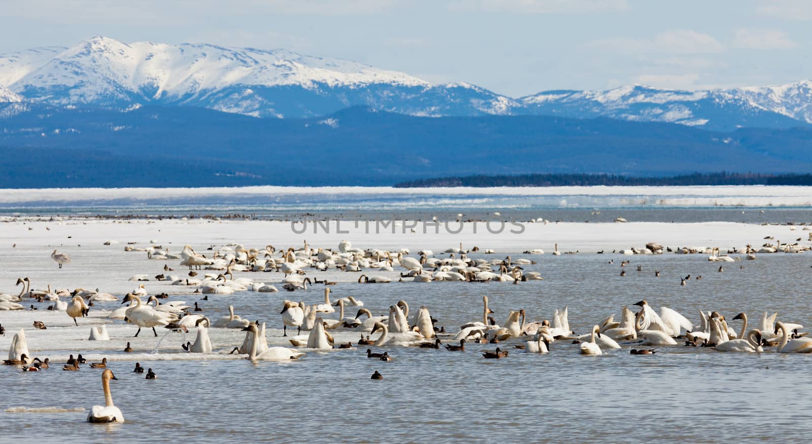 Migratory waterfowl such as swans, geese, ducks gather at Swan Haven, Marsh Lake, Yukon Territory, Canada