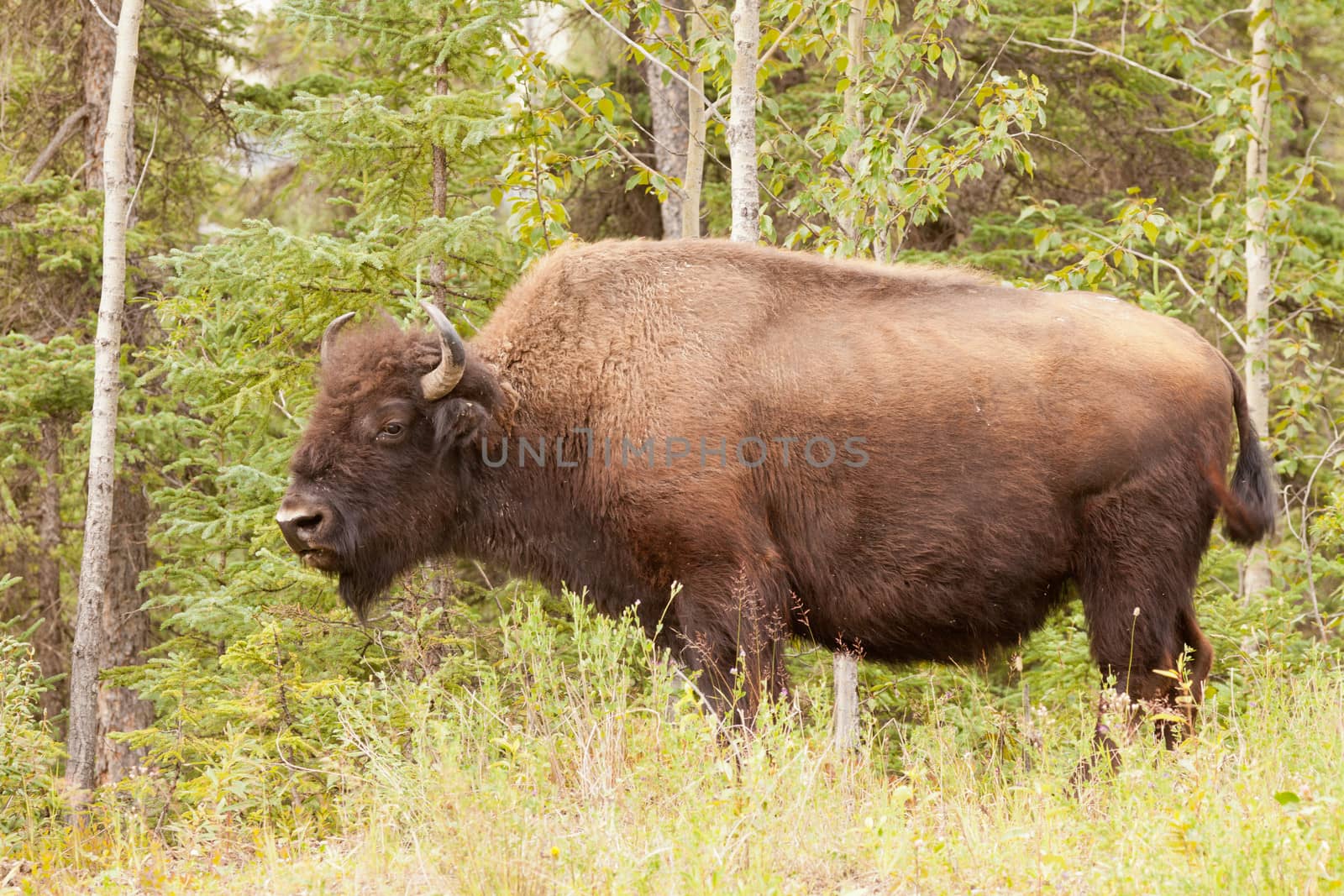 Profile close up view of a large male wood buffalo or wood bison, Bison bison athabascae, on pasture alongside woodland