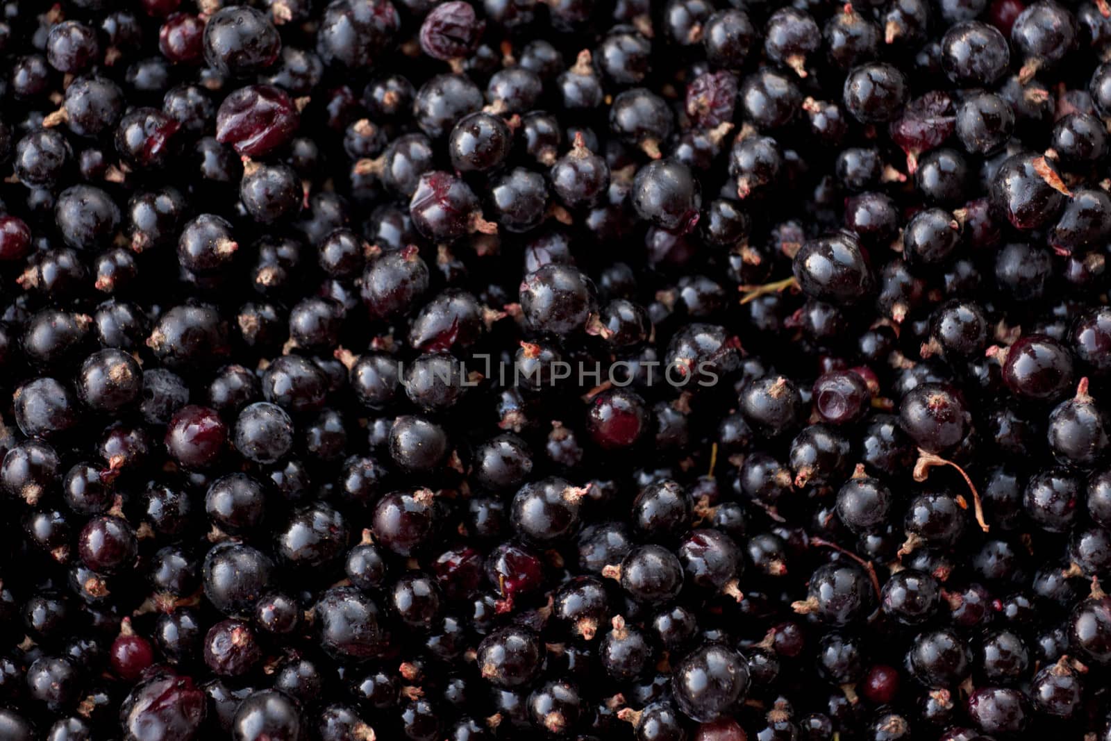 Fresh Black Currant berries Rubus hudsonianum by PiLens