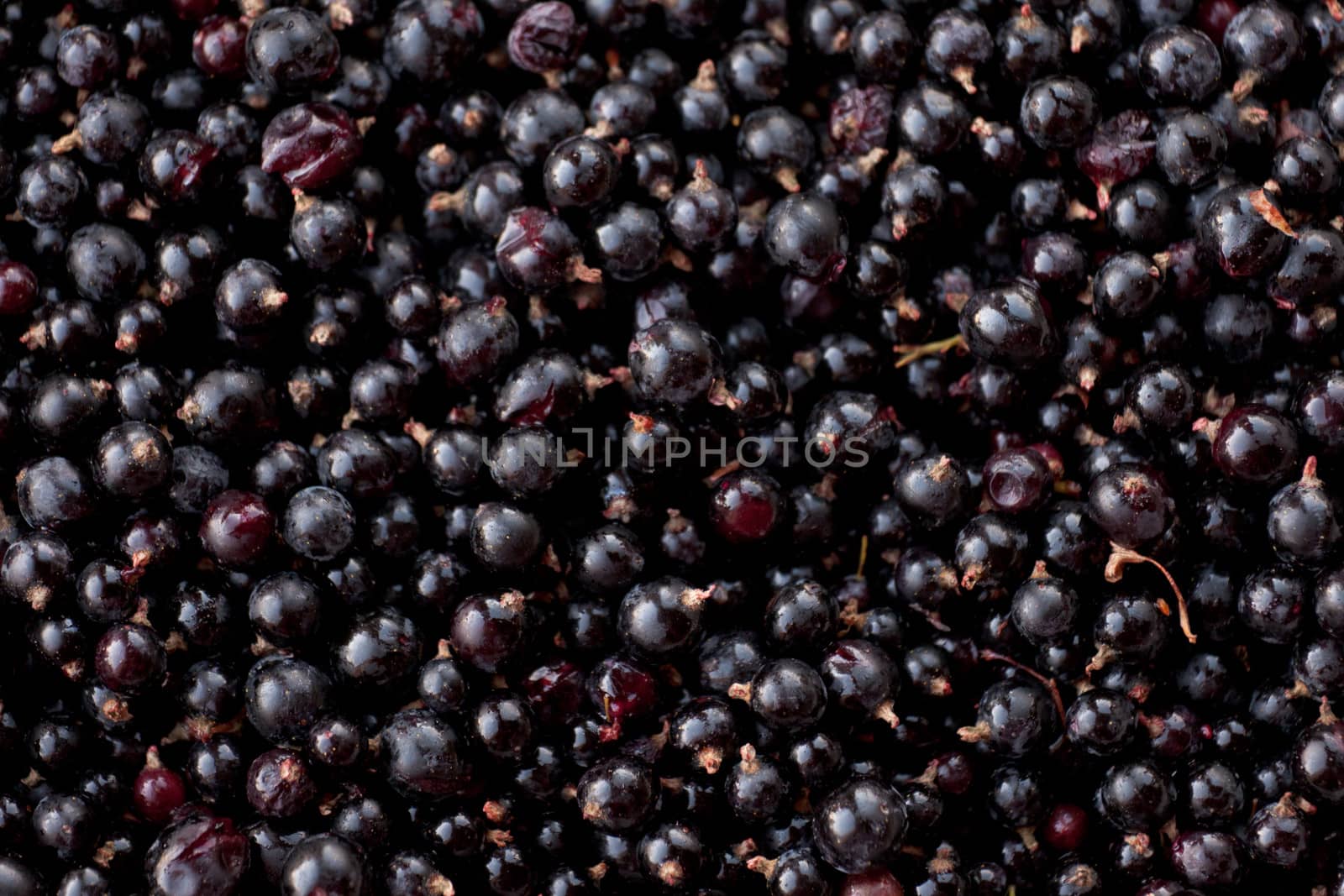 Raw food background texture pattern of ripe Northern Black Currant berries, Rubus hudsonianum, harvested fresh from wild bush plants