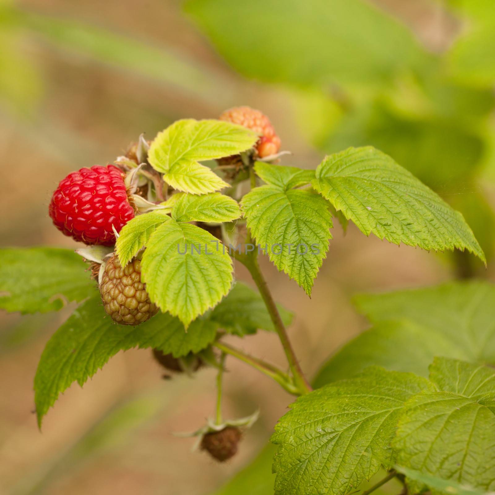 Juicy ripening red raspberry fruit on green plant by PiLens