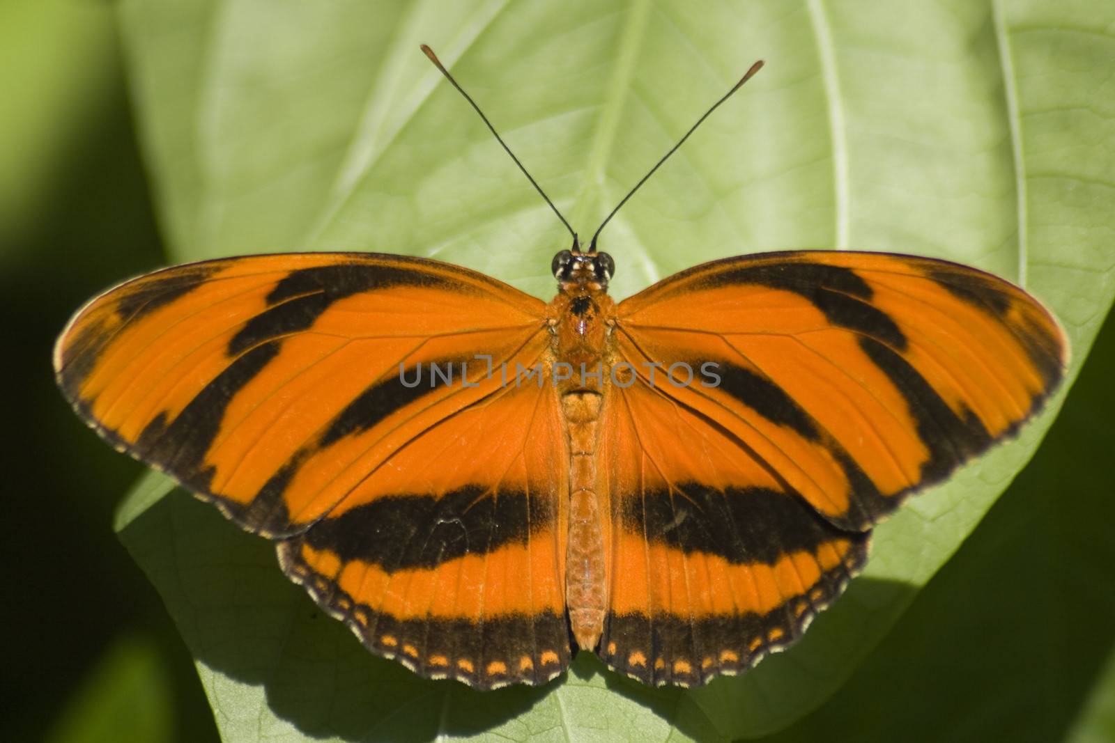 Close-up of a Tiger Swallowtail on a leaf, USA