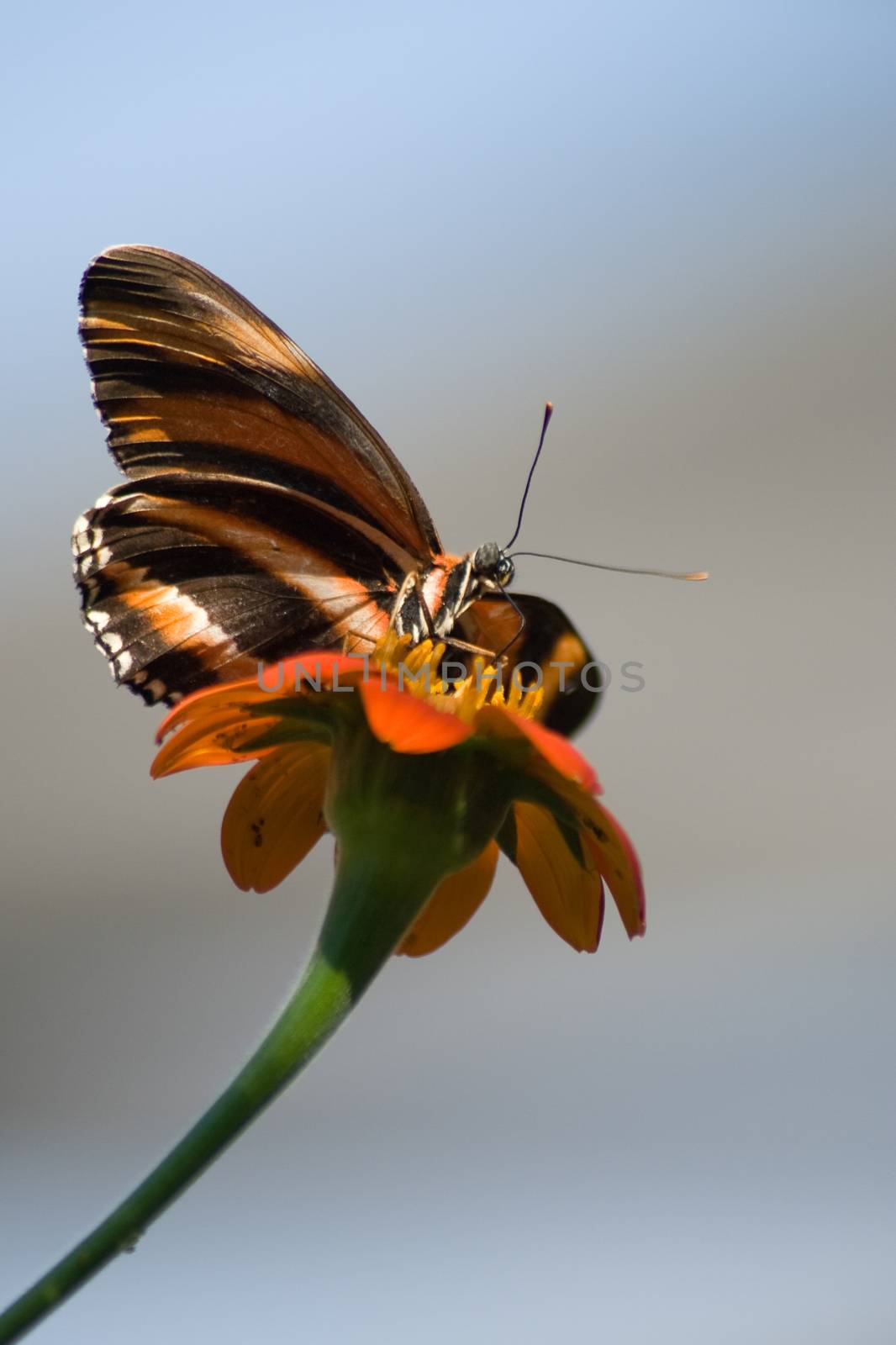 Close-up of a Tiger Swallowtail pollinating on an orange flower, USA