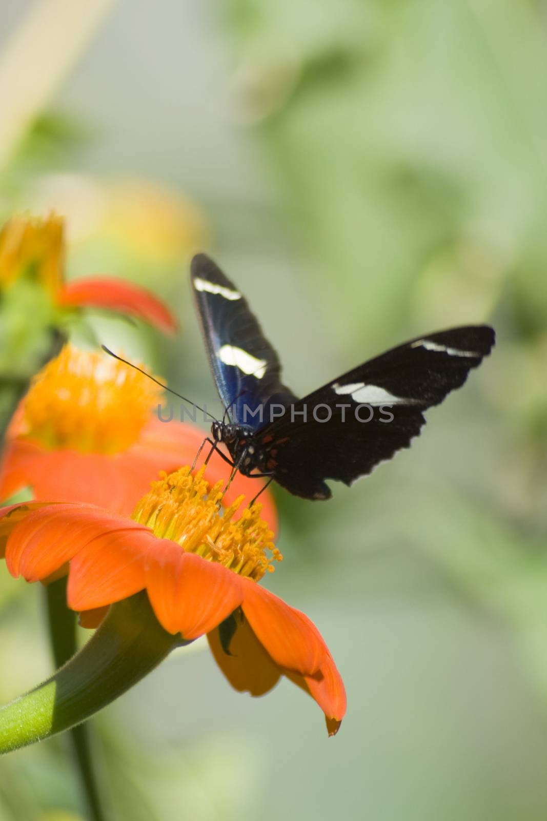 Close-up of a Tiger Swallowtail pollinating on an orange flower, USA