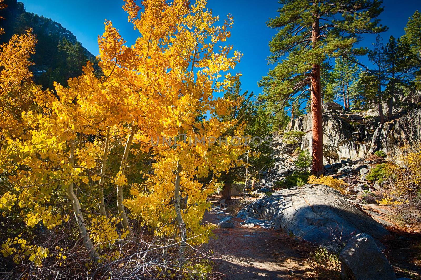 Trees on a hill near a lake, Lake Tahoe, Sierra Nevada, California, USA