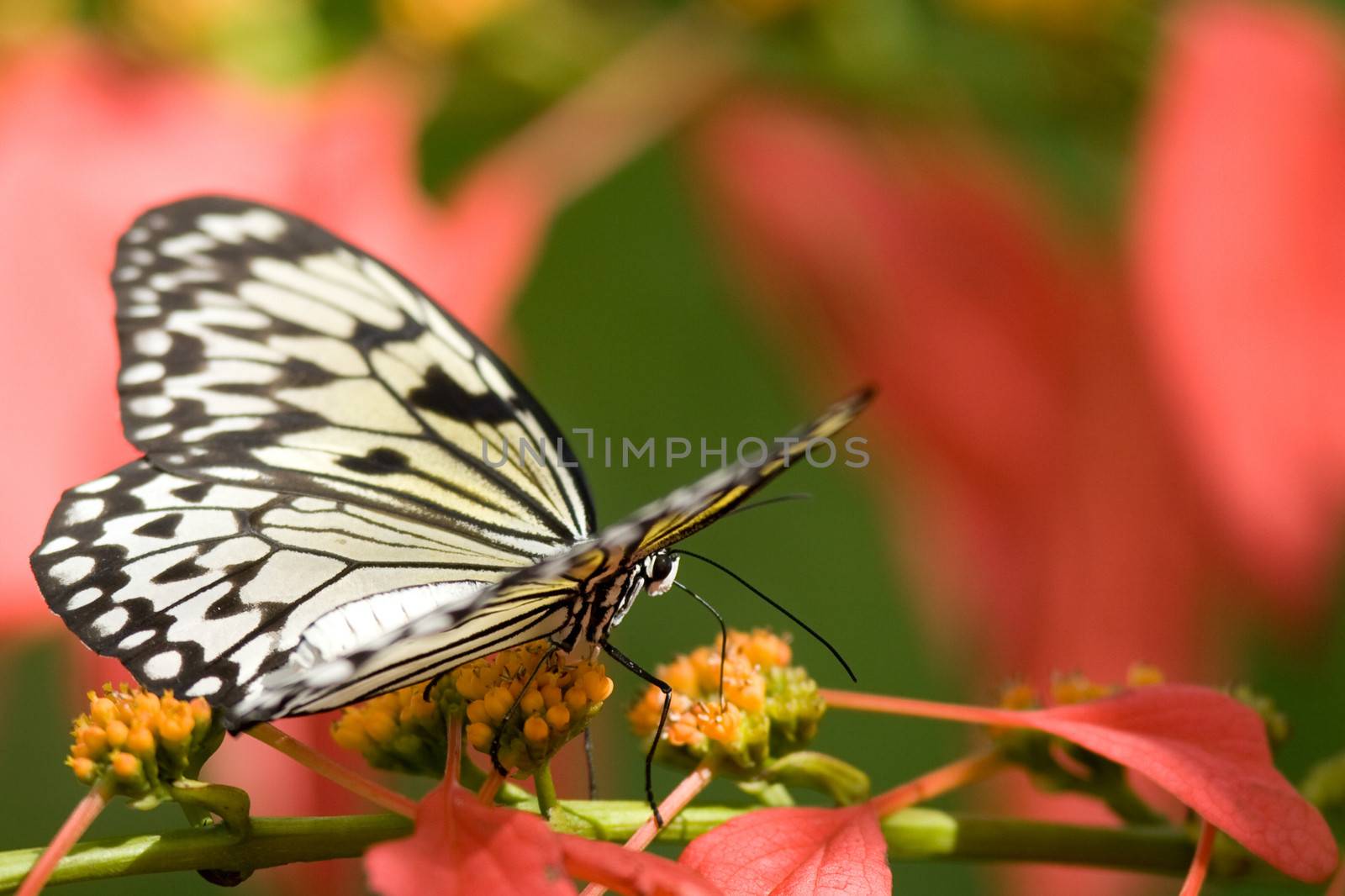 Close-up of a Tree Nymph butterfly (Idea leuconoe) pollinating a flower, Miami, Florida, USA